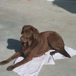 Meet your Posher, Susie